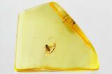 Detailed Fossil Long-Legged Fly (Dolichopodidae) in Baltic Amber #346635-1